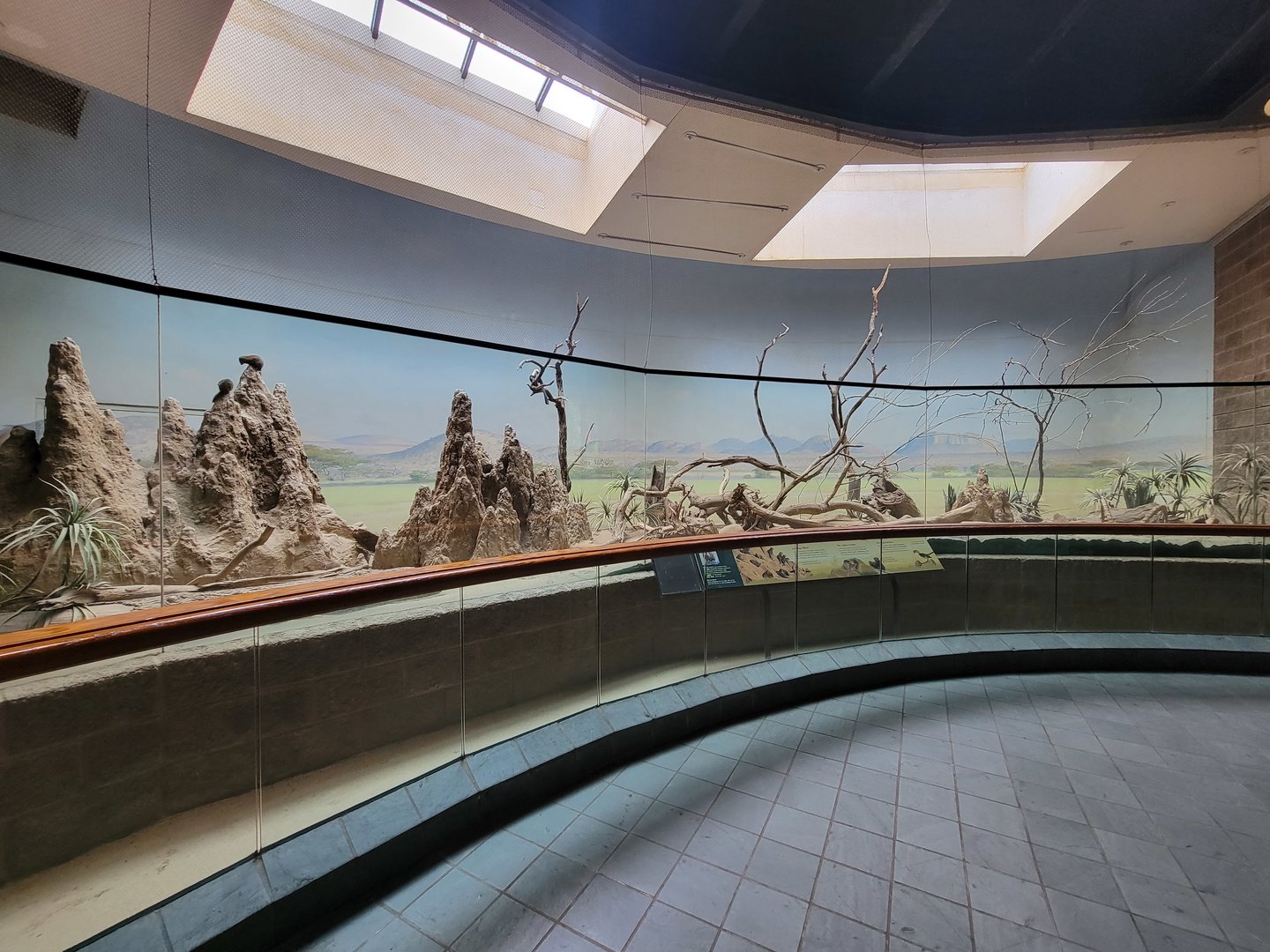 Bronx - Africa Trail, Carter Giraffe Building, dwarf mongooses and Von der Decken's hornbill