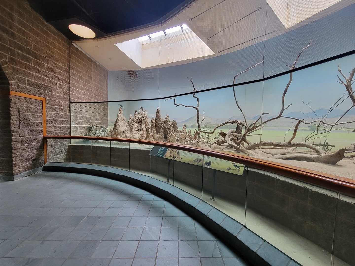 Bronx - Africa Trail, Carter Giraffe Building, dwarf mongooses and Von der Decken's hornbill