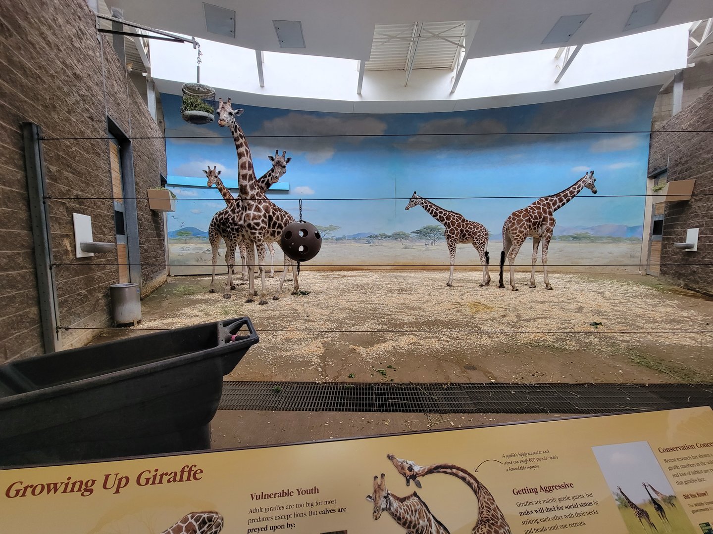 Bronx - Africa Trail, Carter Giraffe Building, giraffes