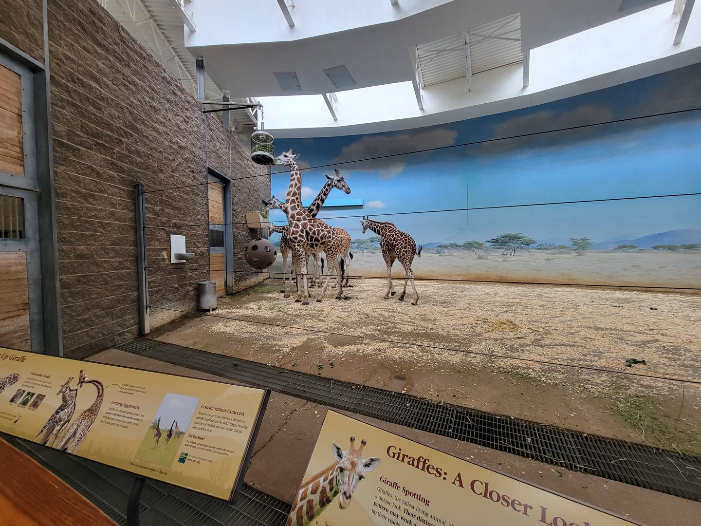 Bronx - Africa Trail, Carter Giraffe Building, giraffes