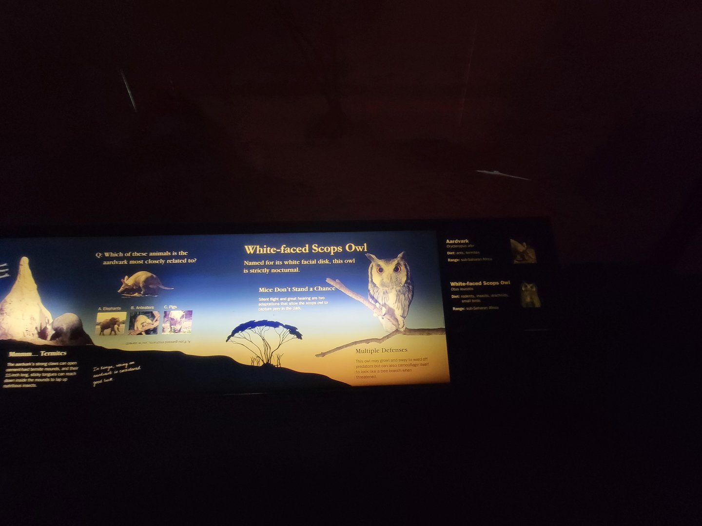 Bronx - Africa Trail, Carter Giraffe Building, White-faced Scops owl sign