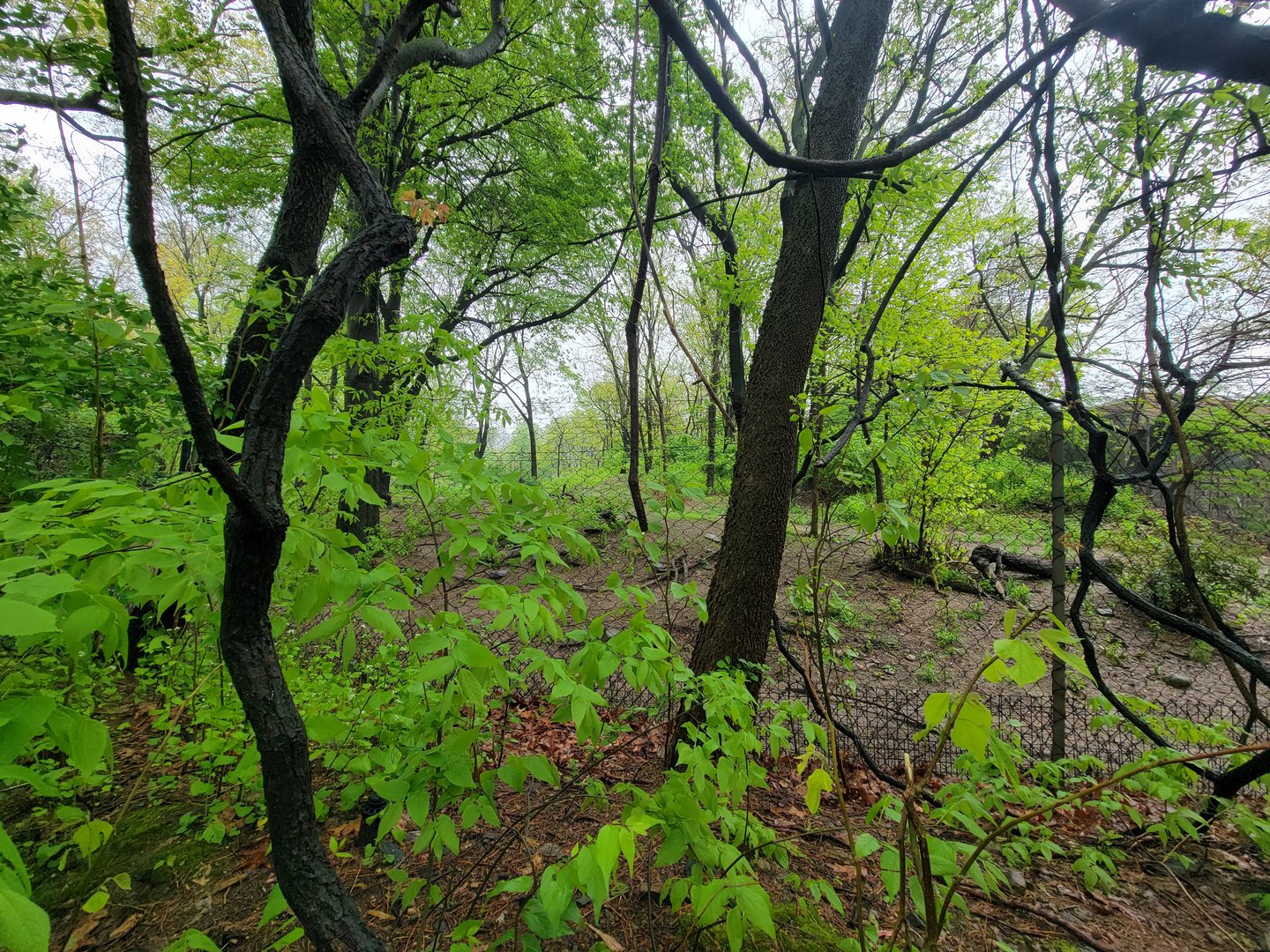 Bronx - Africa Trail, end of African wild dog yard