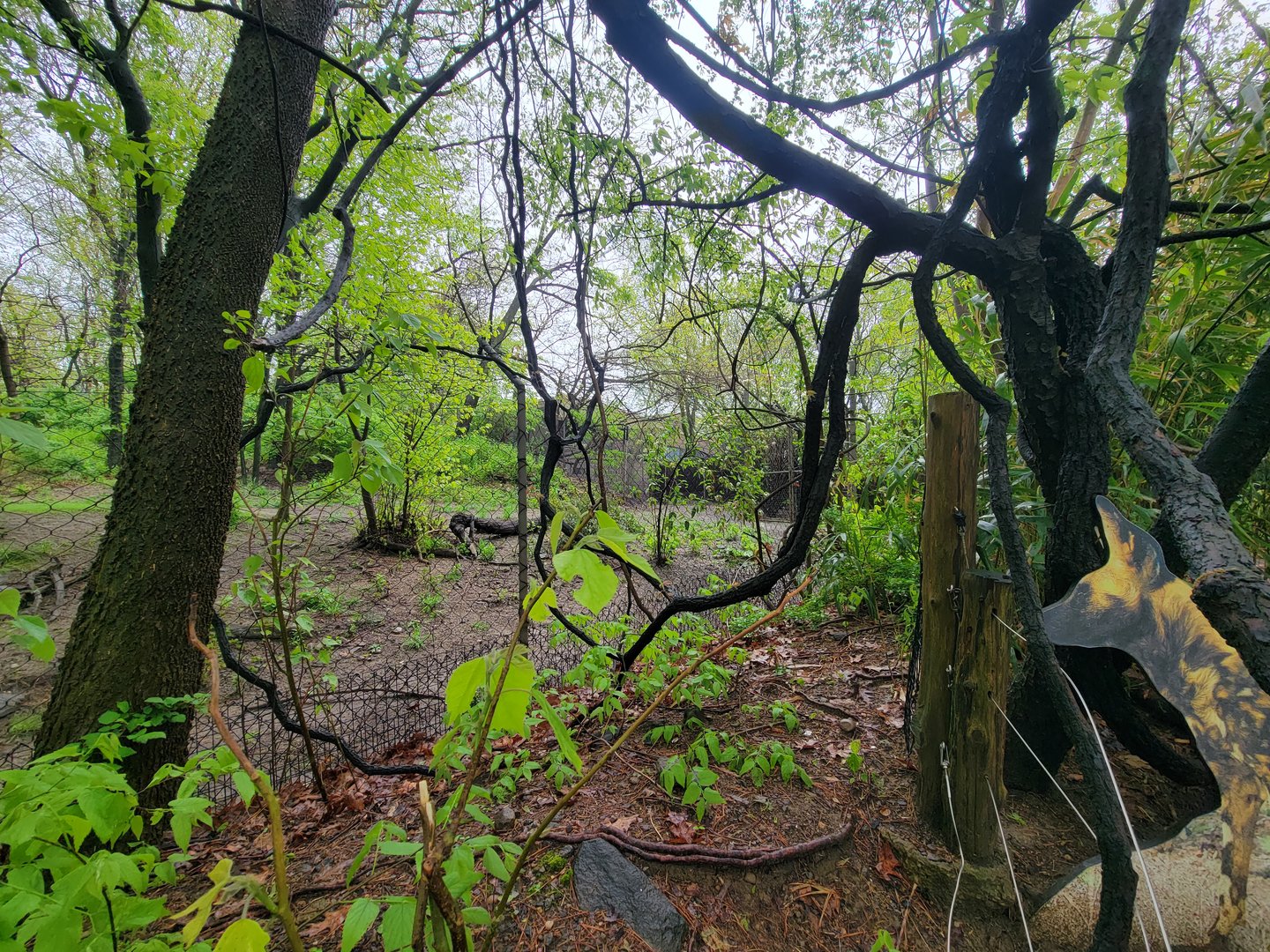 Bronx - Africa Trail, end of African wild dog yard