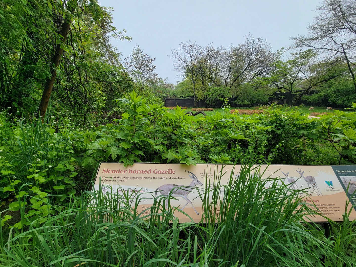 Bronx - Africa Trail, Grevy's zebra sign