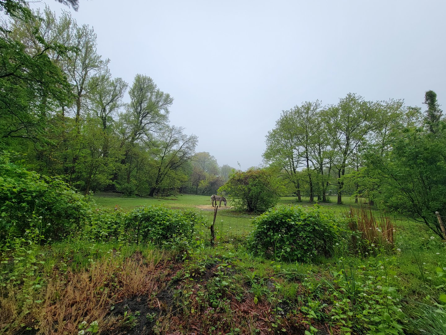 Bronx - Africa Trail, Grevy's zebra yard