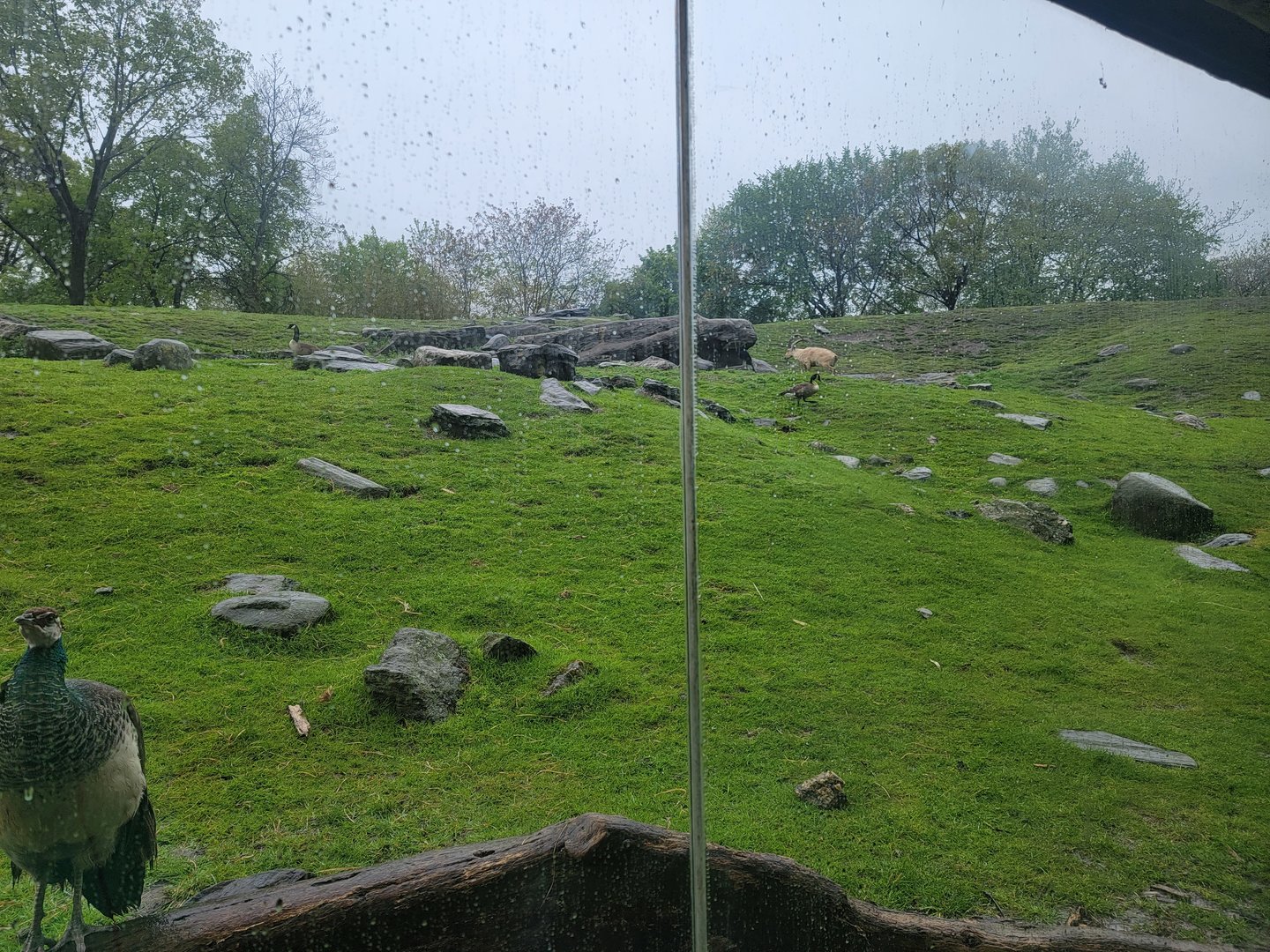 Bronx - Africa Trail, Nubian ibex like to hide in that rock area