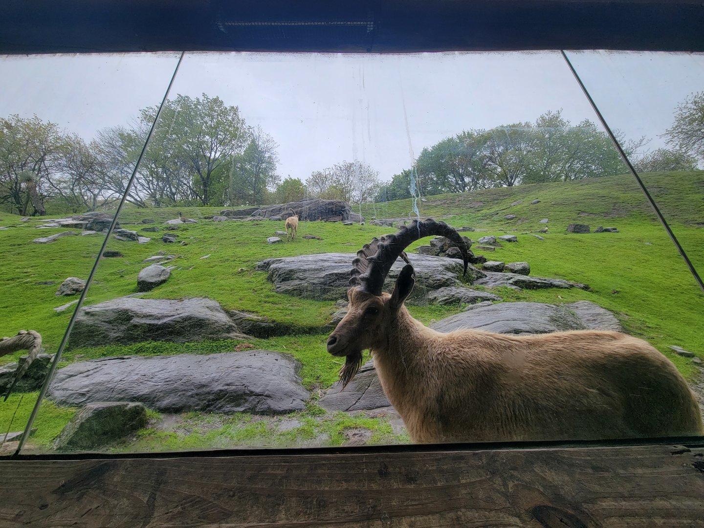 Bronx - Africa Trail, Nubian ibex