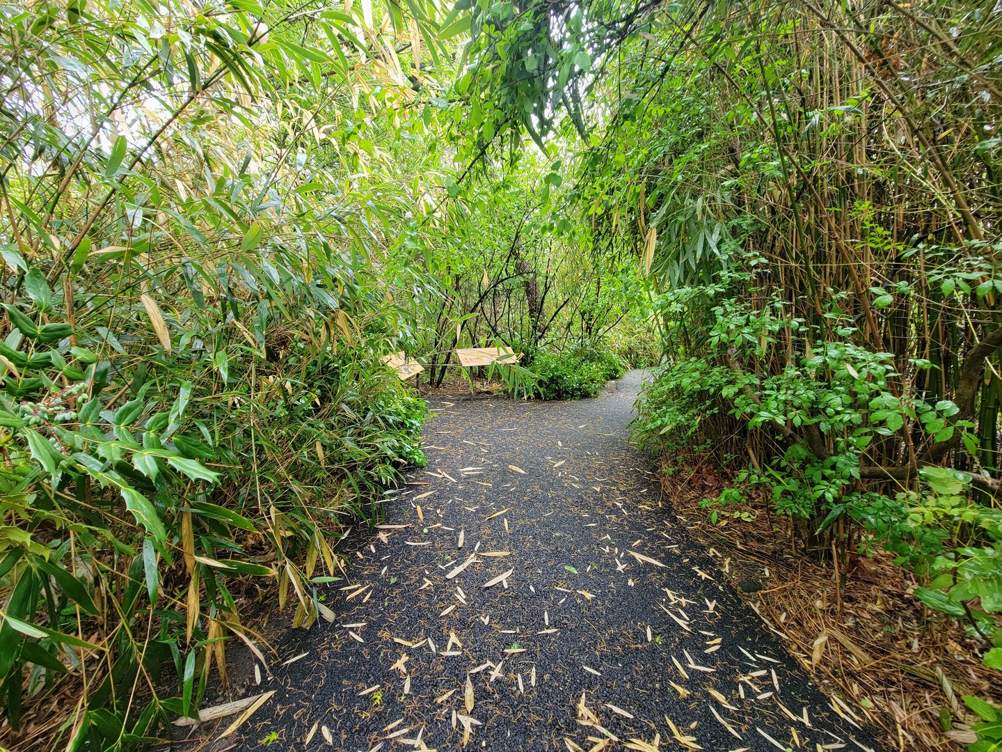 Bronx - Africa Trail, path by wild dogs and hyenas