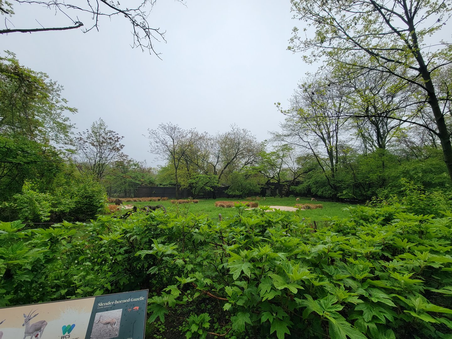 Bronx - Africa Trail, Slender-horned gazelle yard