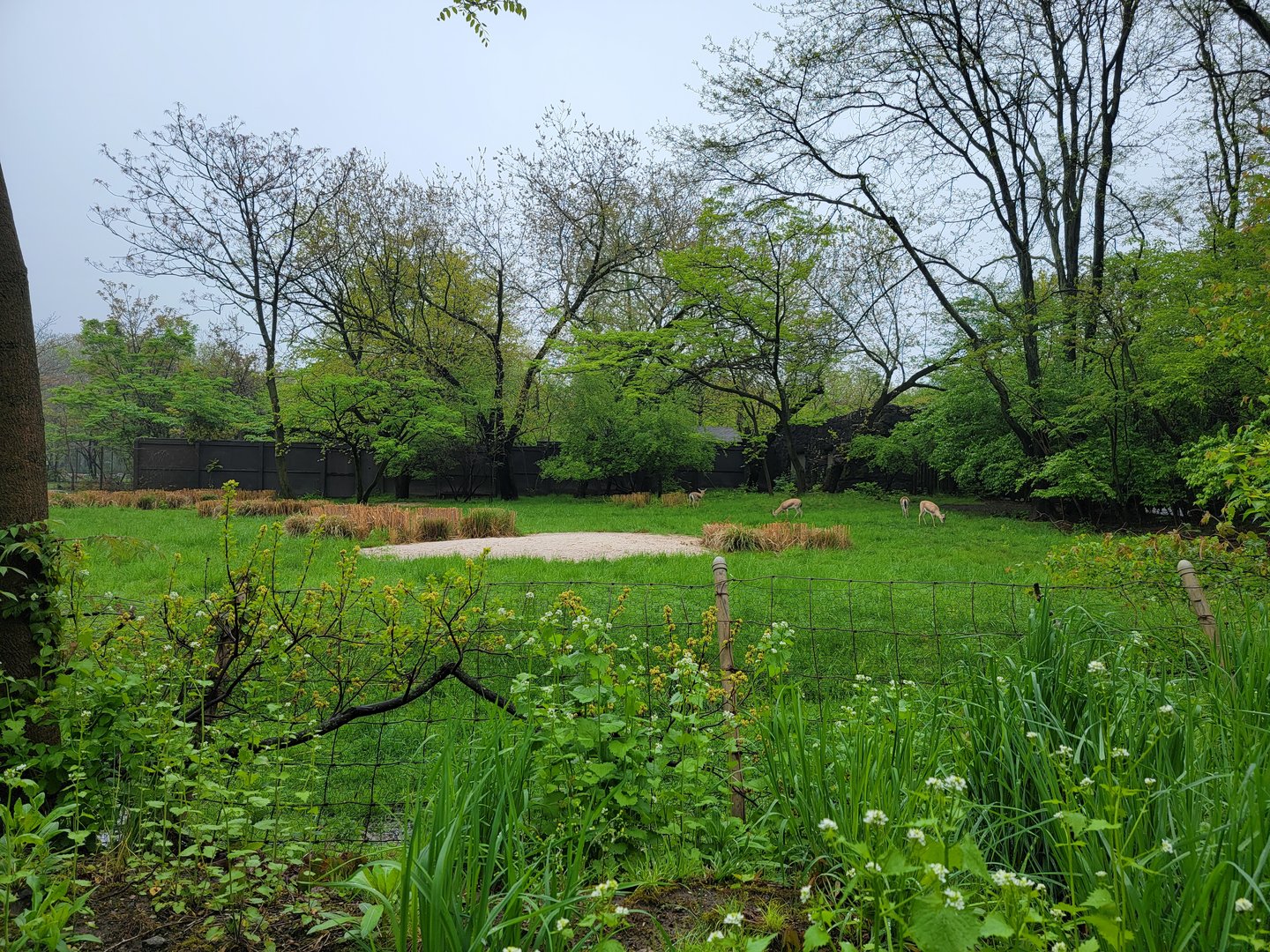 Bronx - Africa Trail, Slender-horned gazelle yard