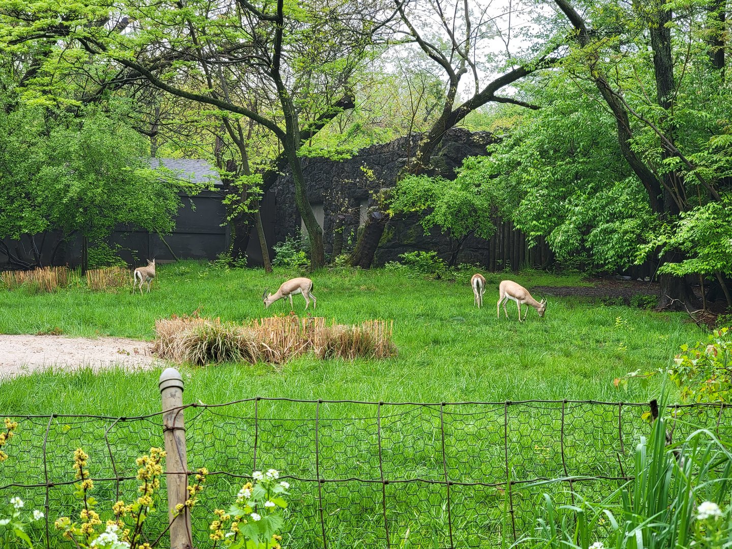 Bronx - Africa Trail, Slender-horned gazelle yard