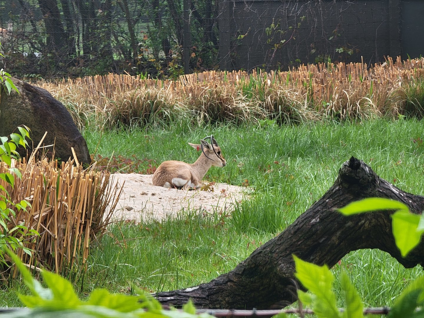 Bronx - Africa Trail, Slender-horned gazelle