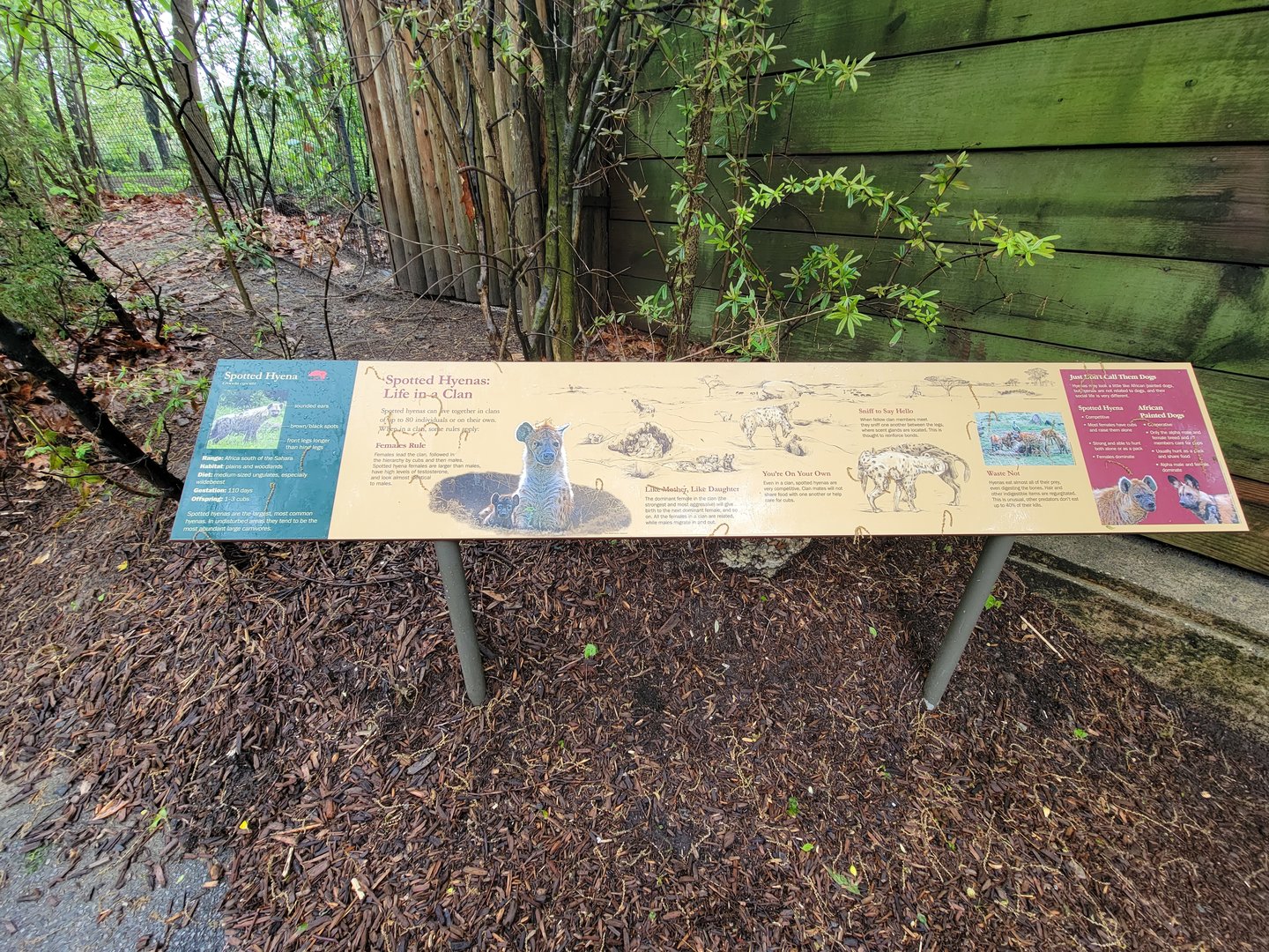 Bronx - Africa Trail, Spotted hyena signs