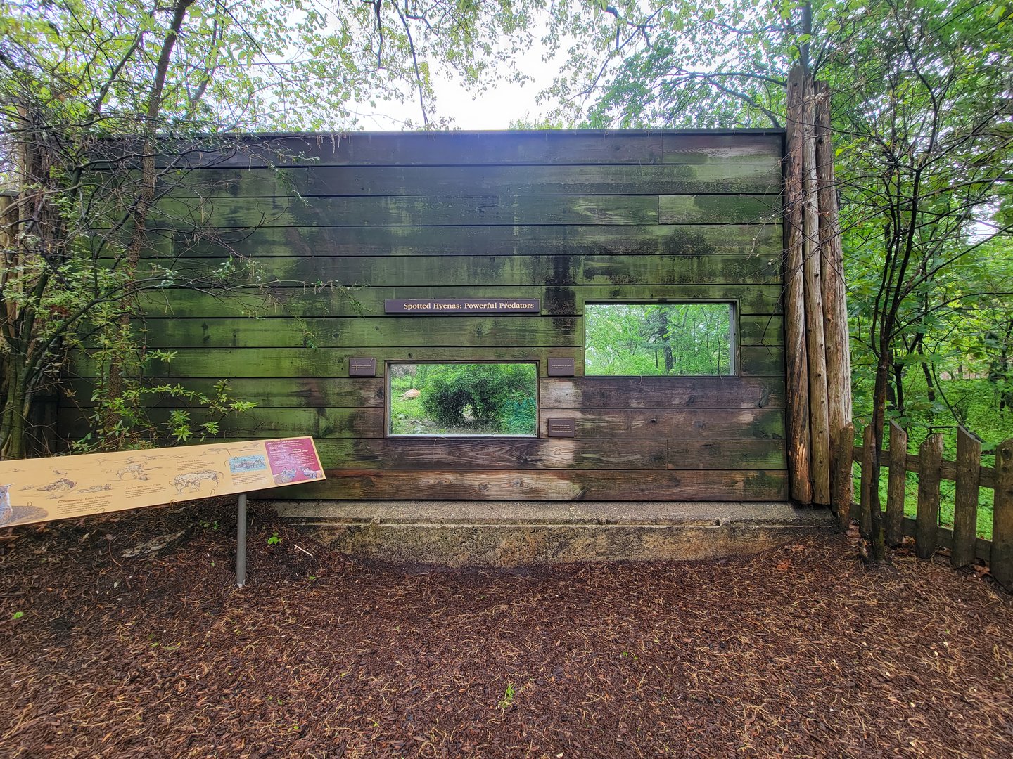 Bronx - Africa Trail, Spotted hyena viewing windows