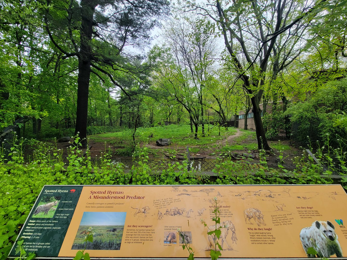 Bronx - Africa Trail, Spotted hyena yard from giraffe building