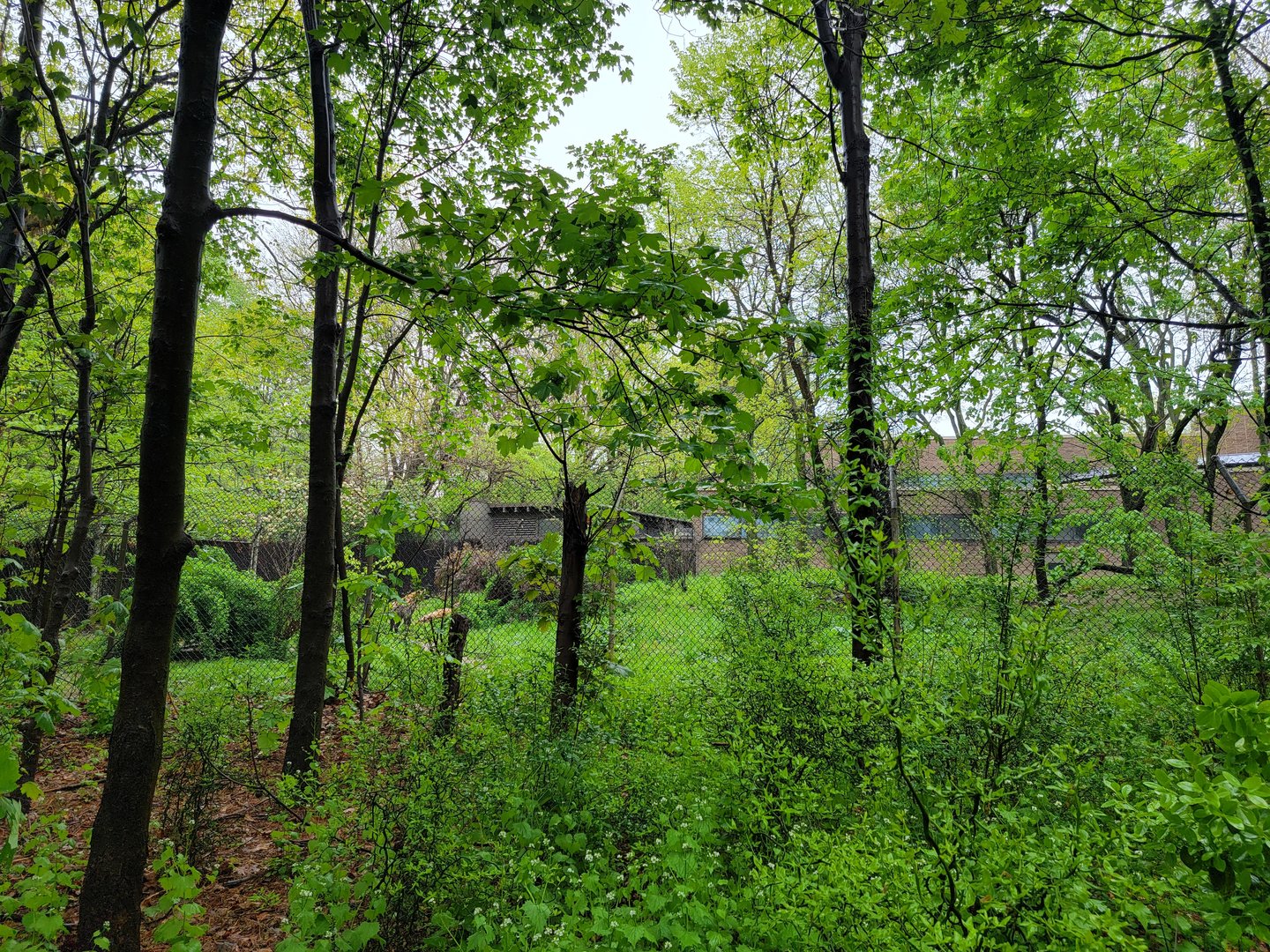Bronx - Africa Trail, Spotted hyena yard from path