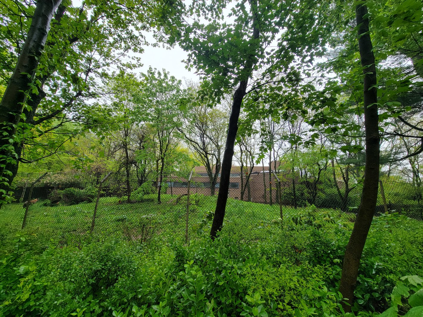 Bronx - Africa Trail, Spotted hyena yard from path
