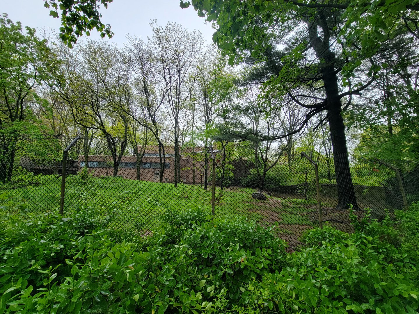 Bronx - Africa Trail, Spotted hyena yard from path