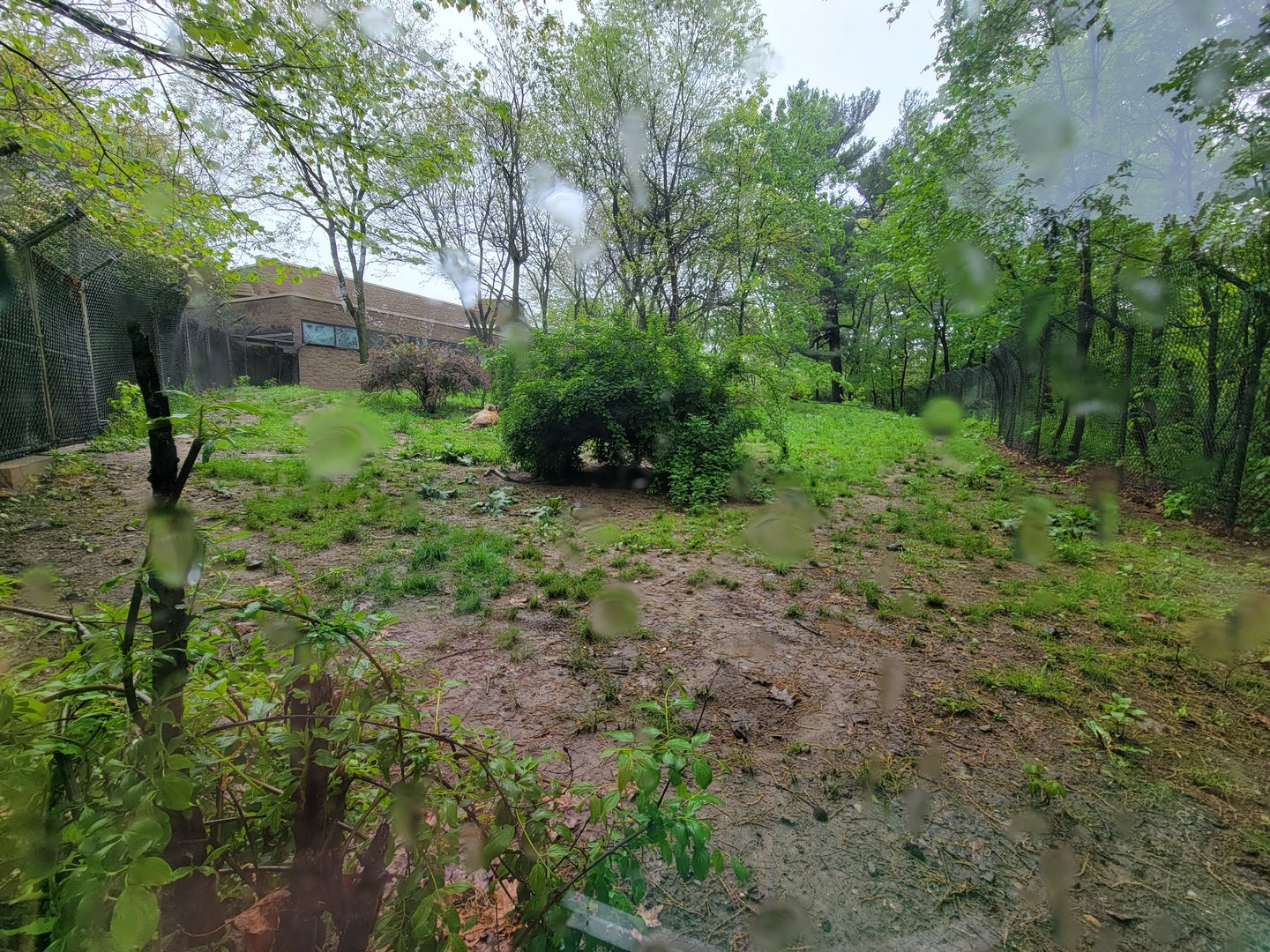 Bronx - Africa Trail, Spotted hyena yard from viewing windows