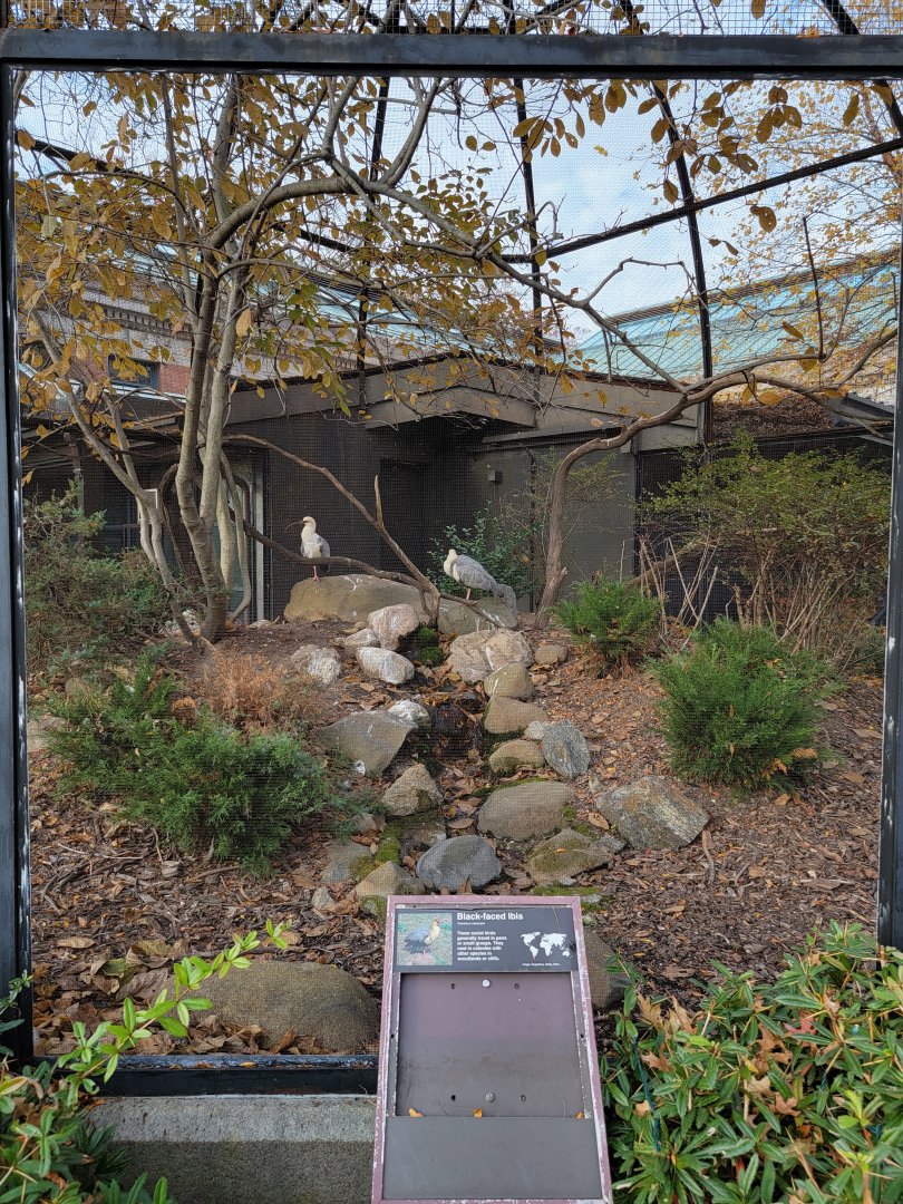 Bronx - Black-faced ibis