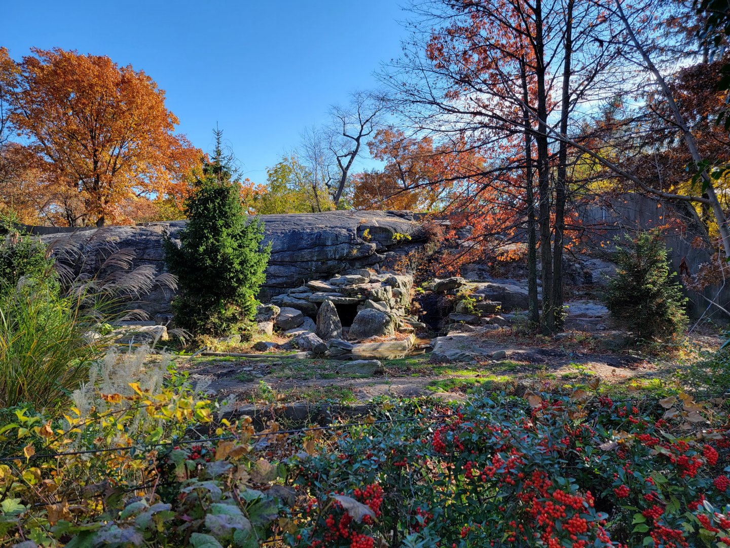 Bronx - Brown Bear exhibit