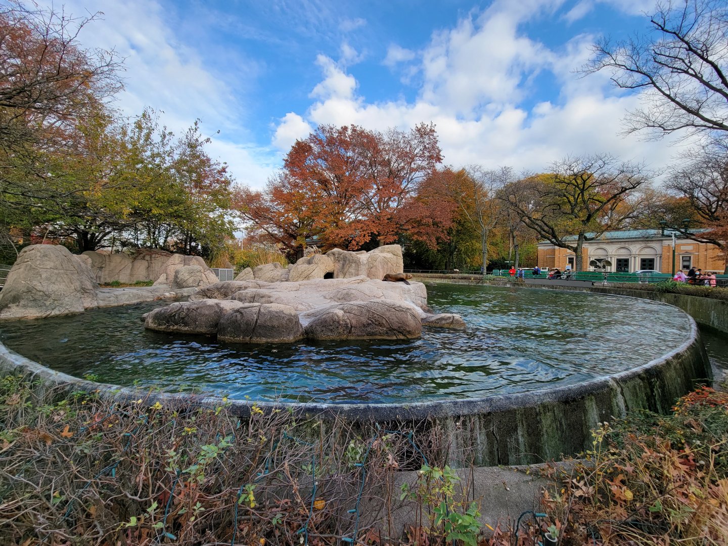 Bronx - California sea lions