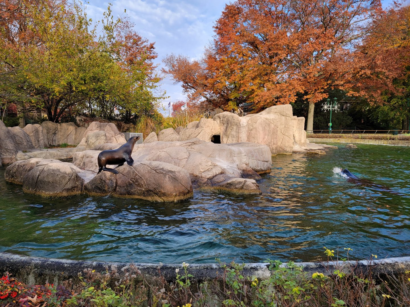 Bronx - California sea lions
