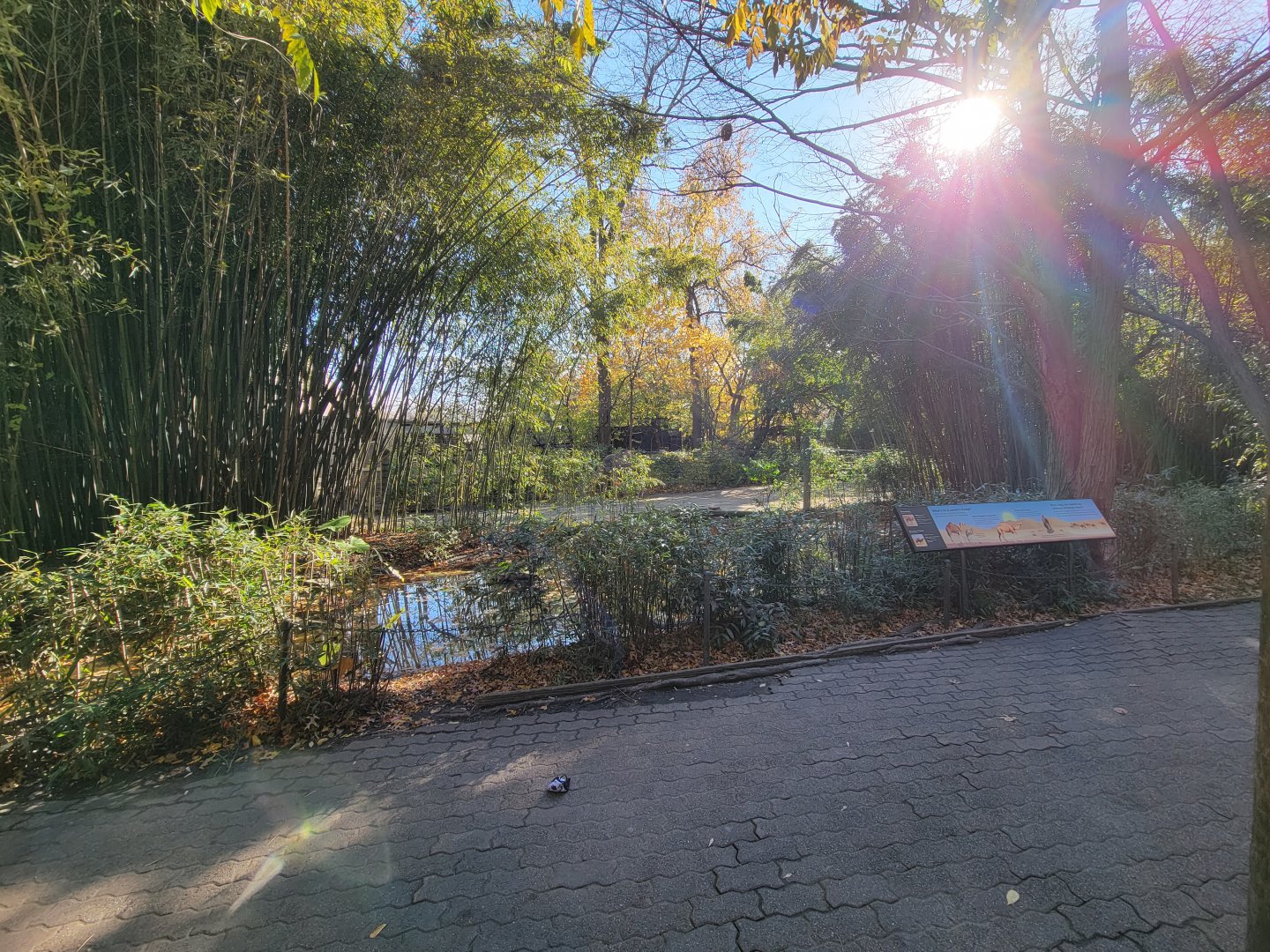 Bronx - Camels (behind pond)