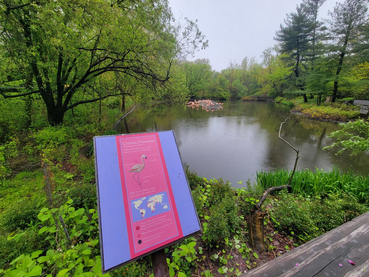 Bronx - Chilean flamingos