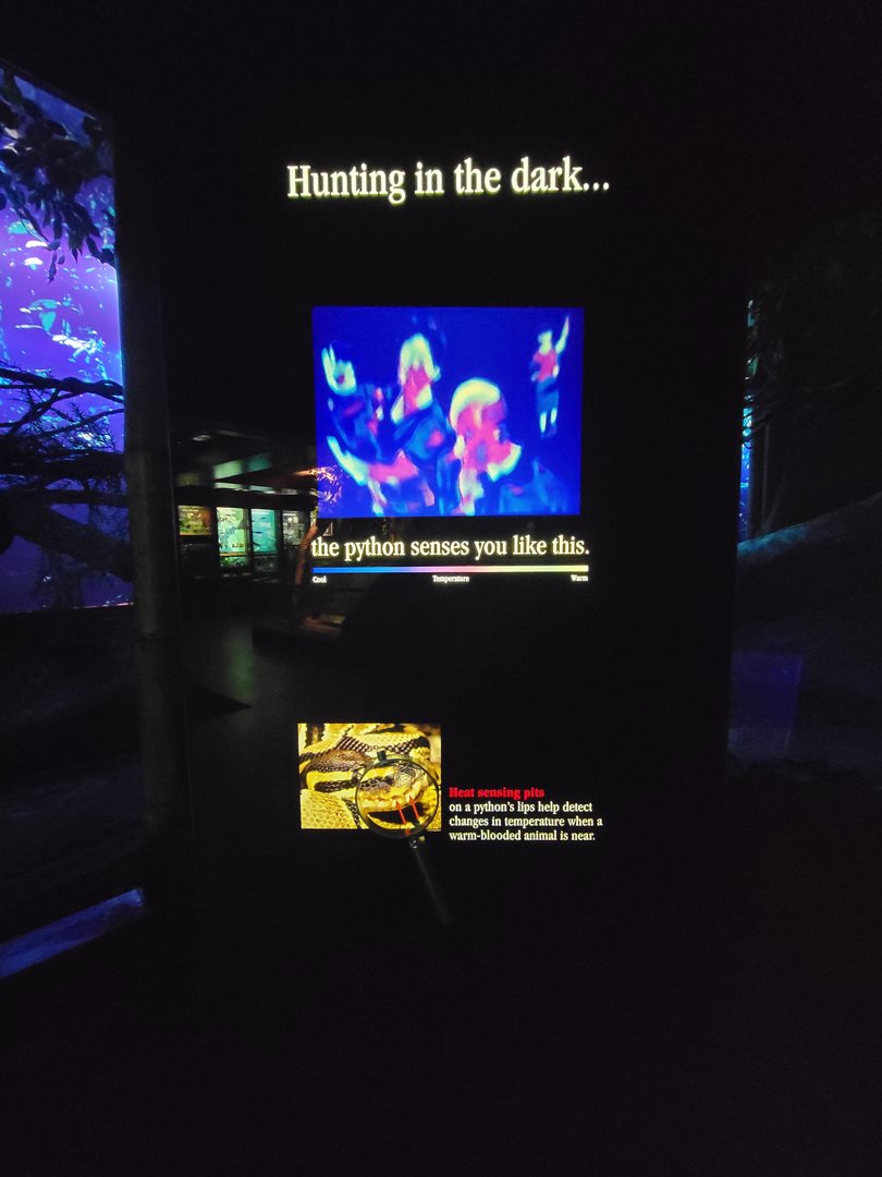 Bronx - Congo, African rock python, how they use their senses