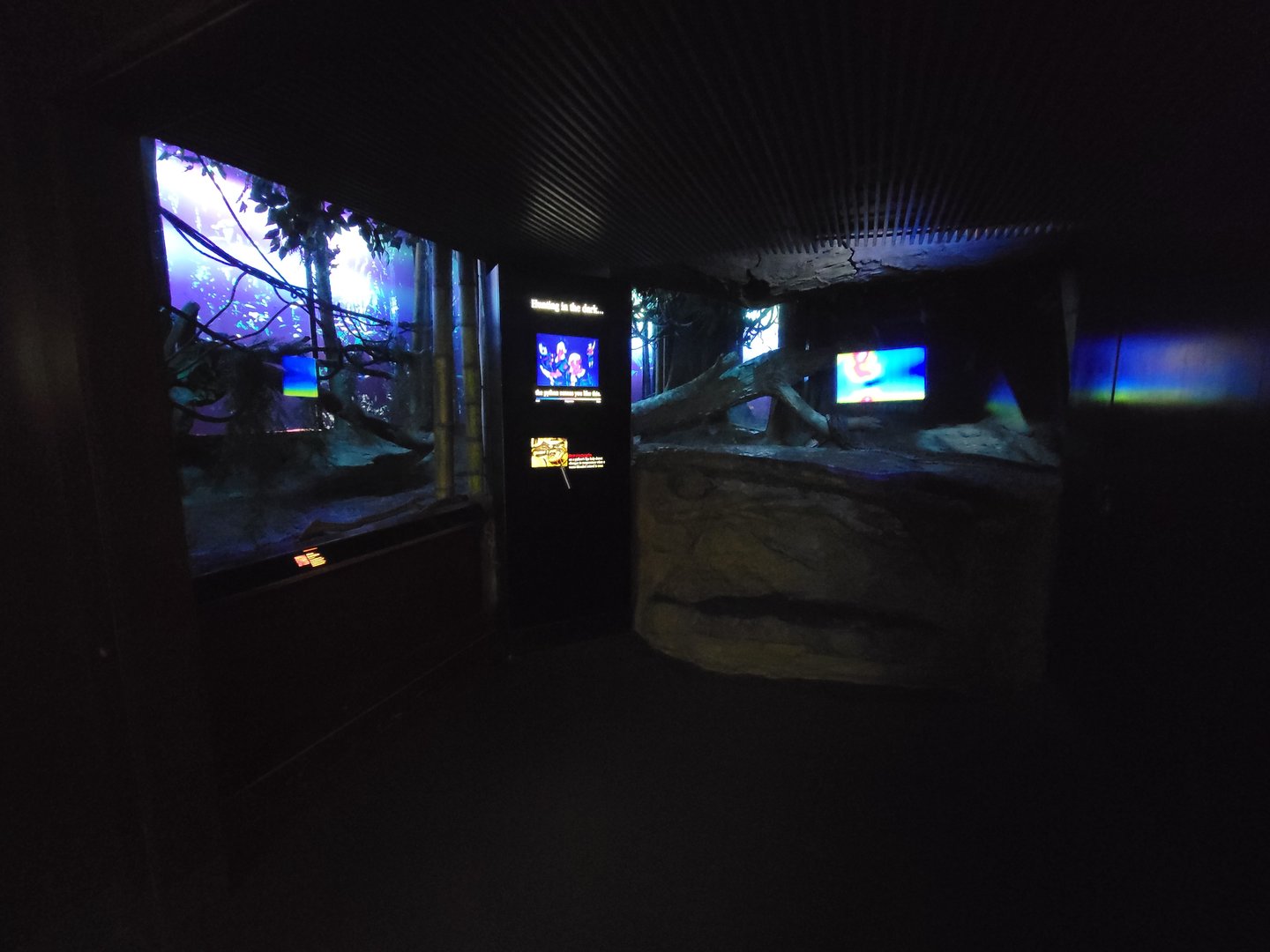 Bronx - Congo, African rock python