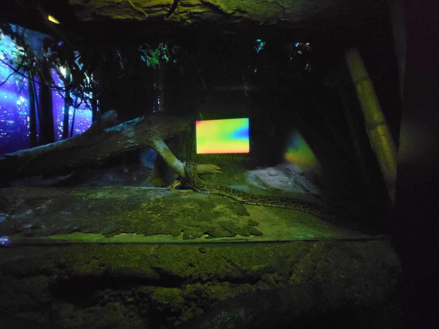 Bronx - Congo, African rock python