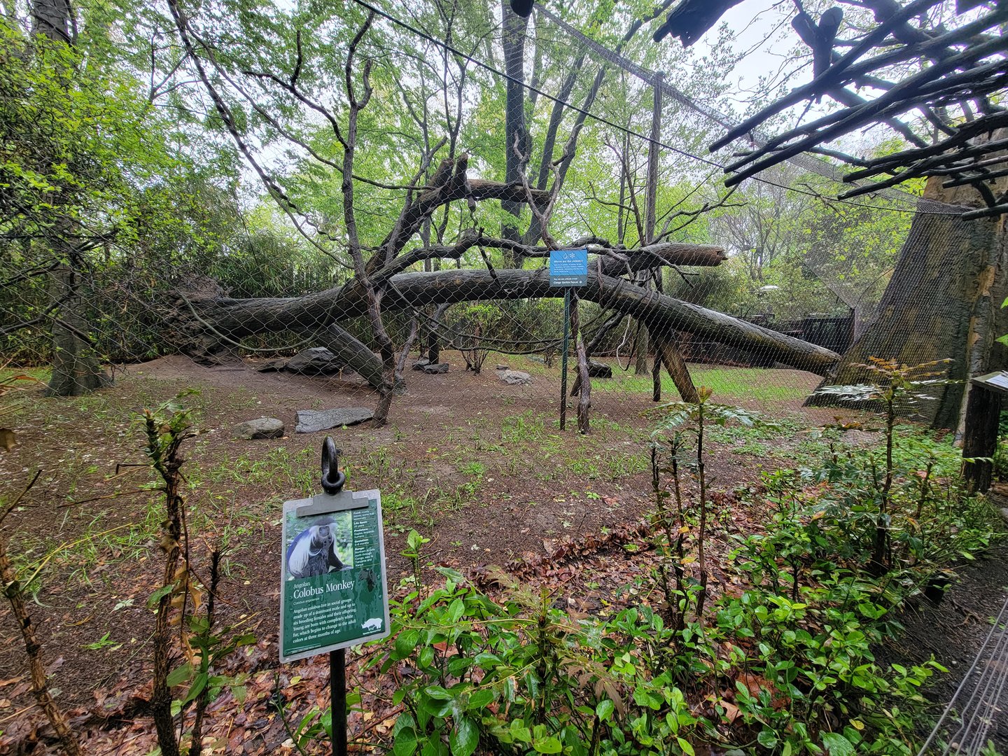 Bronx - Congo, Angolan Colobus yard