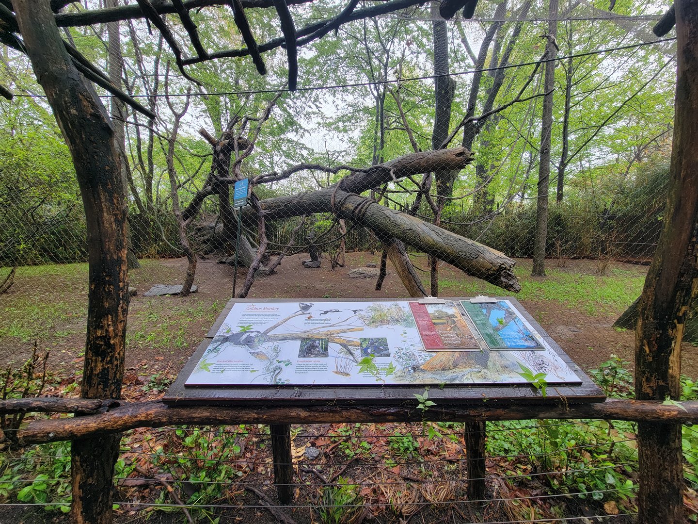 Bronx - Congo, Angolan Colobus yard