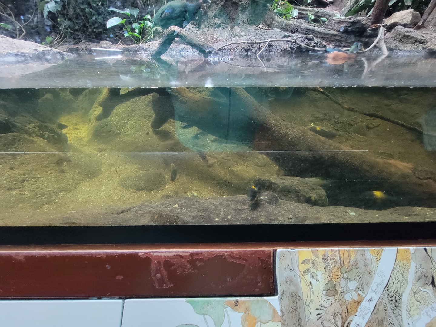 Bronx - Congo, Aviary fish, convict julie, blunthead cichlid "Kaiser", humphead cichlid, Nasuta cichlid "Tiger"