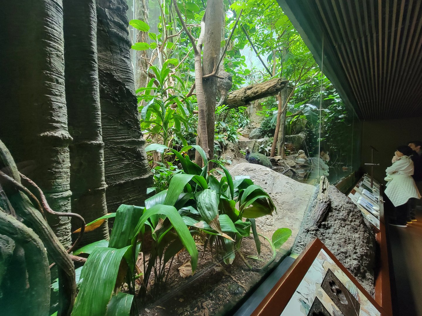 Bronx - Congo, Aviary with Congo peafowl, African pygmy geese, long-tailed hornbill, blue-bellied roller, green woodhoopoe