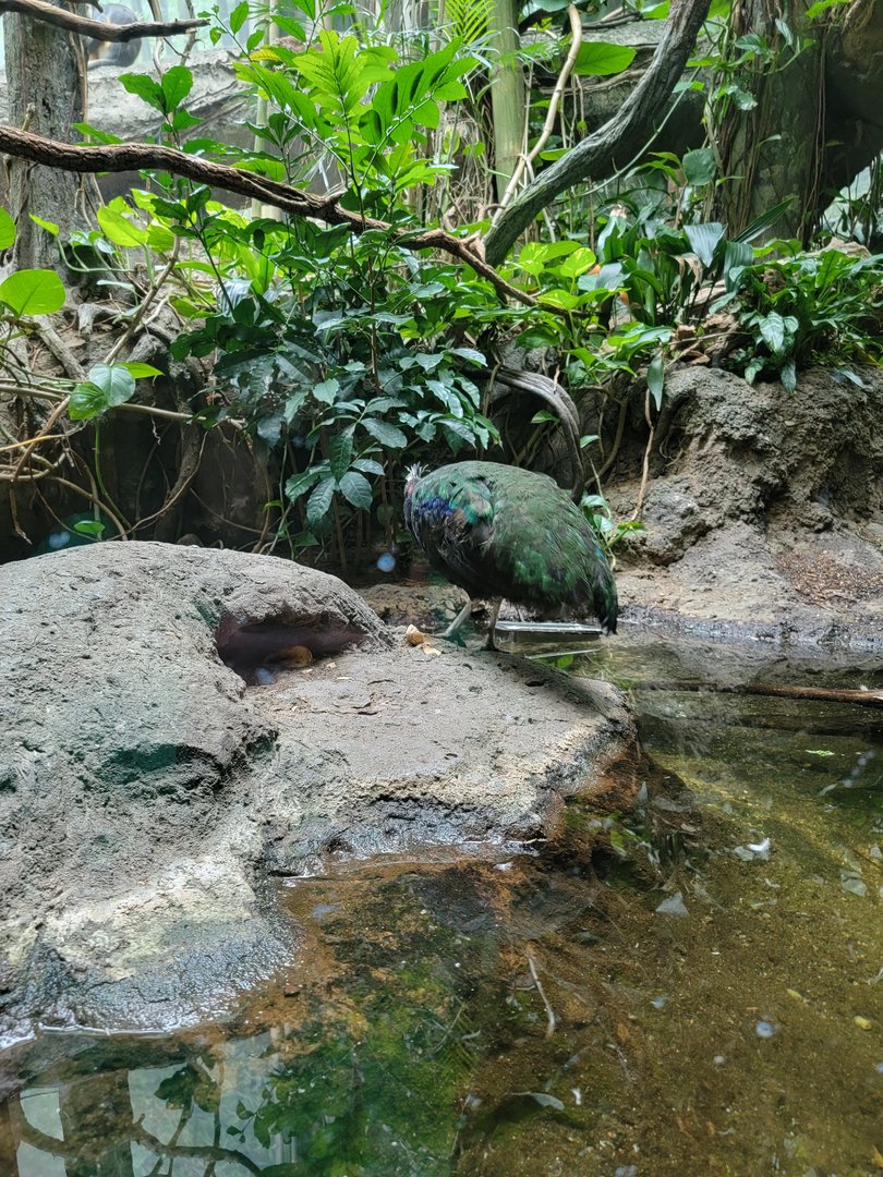 Bronx - Congo, Aviary with Congo peafowl, African pygmy geese, long-tailed hornbill, blue-bellied roller, green woodhoopoe