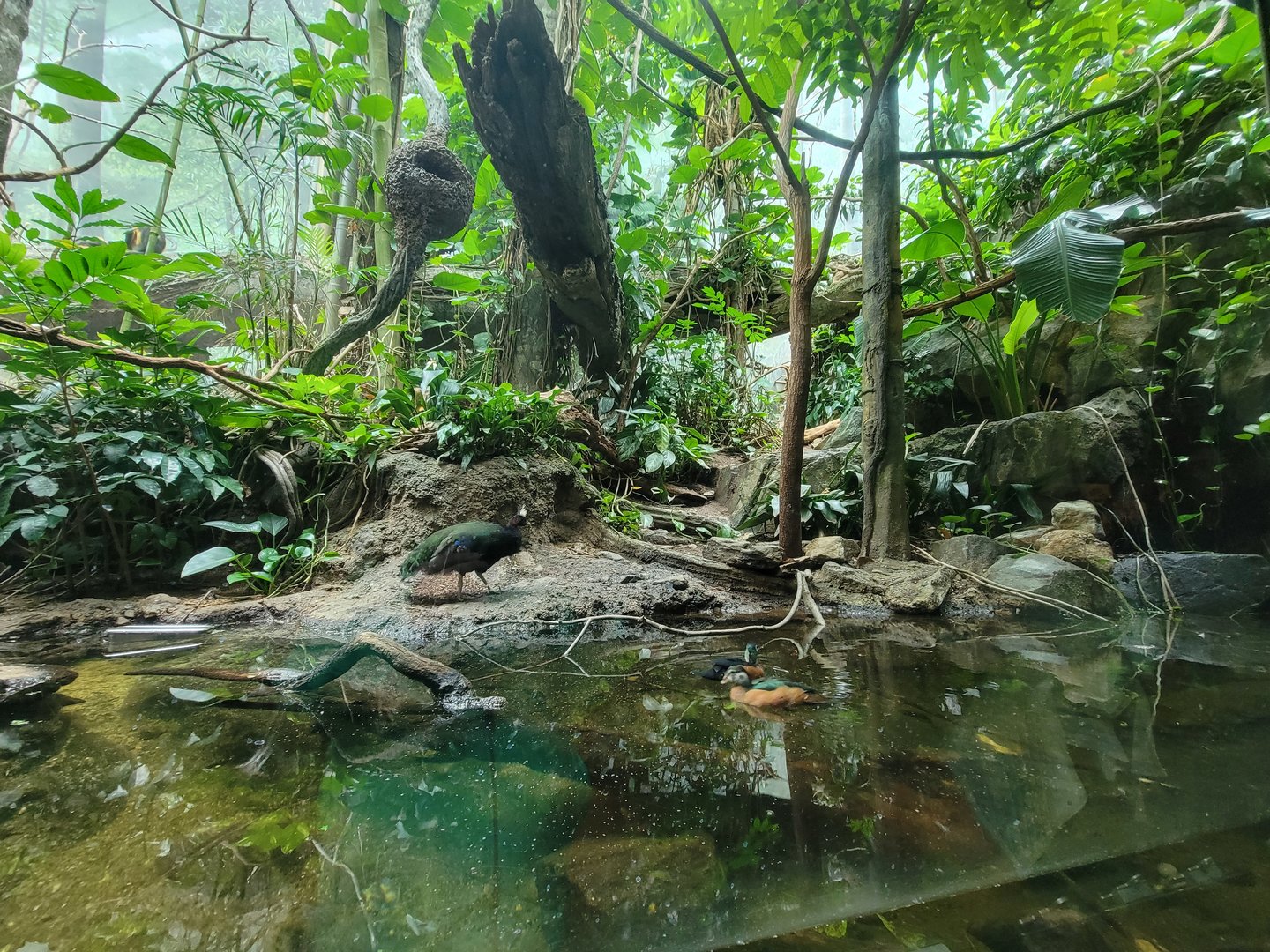 Bronx - Congo, Aviary with Congo peafowl, African pygmy geese, long-tailed hornbill, blue-bellied roller, green woodhoopoe