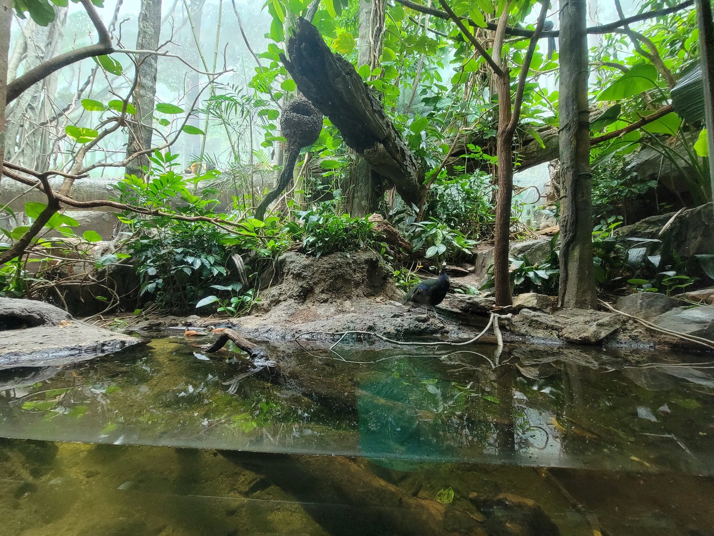 Bronx - Congo, Aviary with Congo peafowl, African pygmy geese, long-tailed hornbill, blue-bellied roller, green woodhoopoe