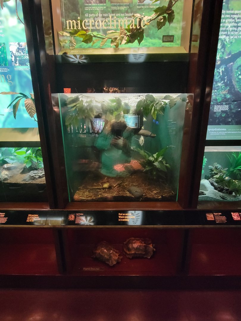 Bronx - Congo, Ball python