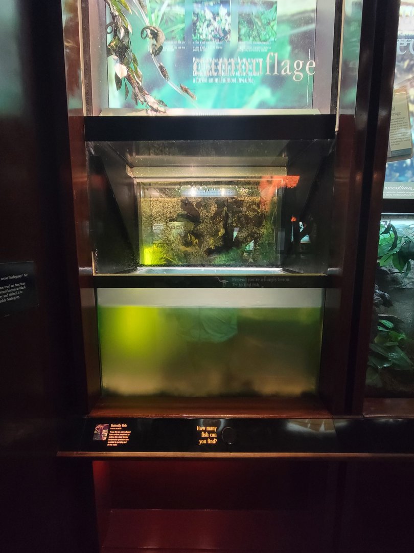 Bronx - Congo, Butterfly fish