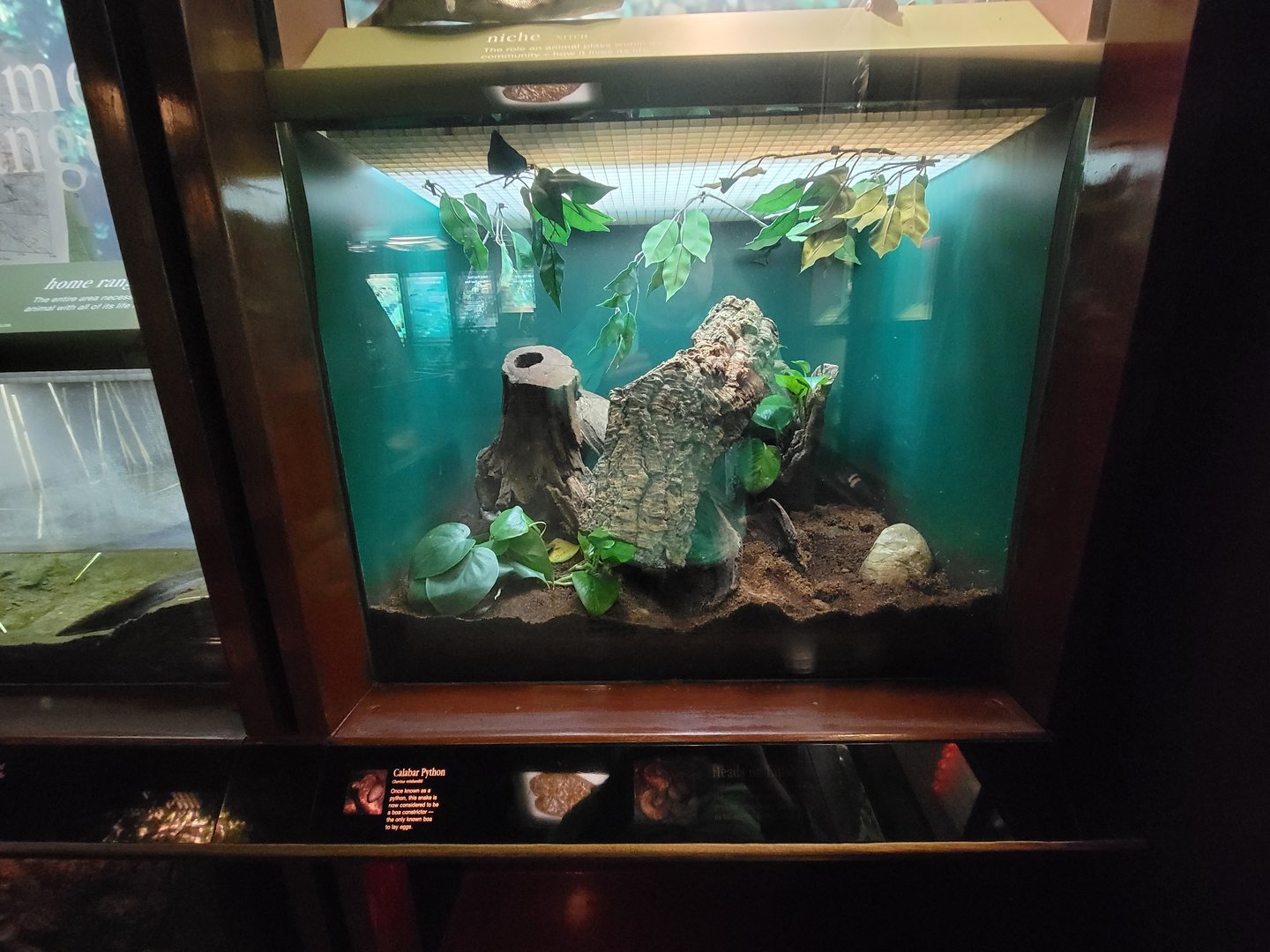 Bronx - Congo, Calabar python