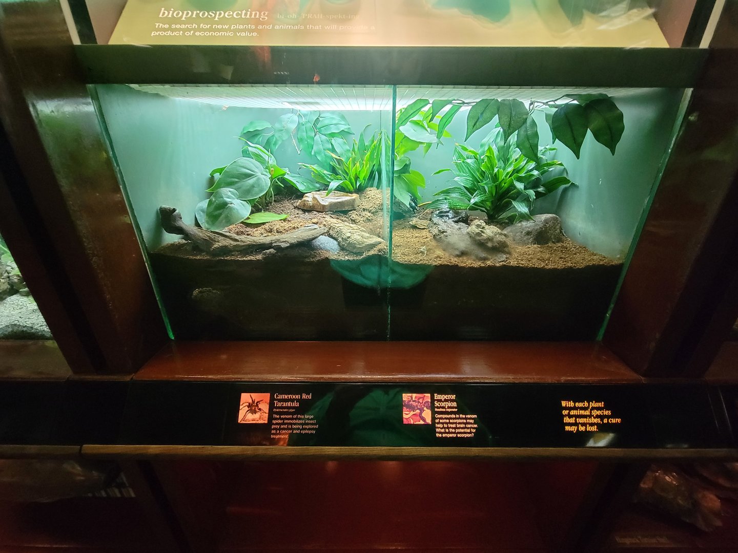 Bronx - Congo, Cameroon red tarantula, emperor scorpion