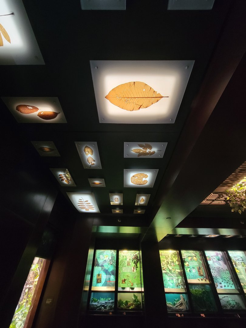 Bronx - Congo, ceiling in first rotunda