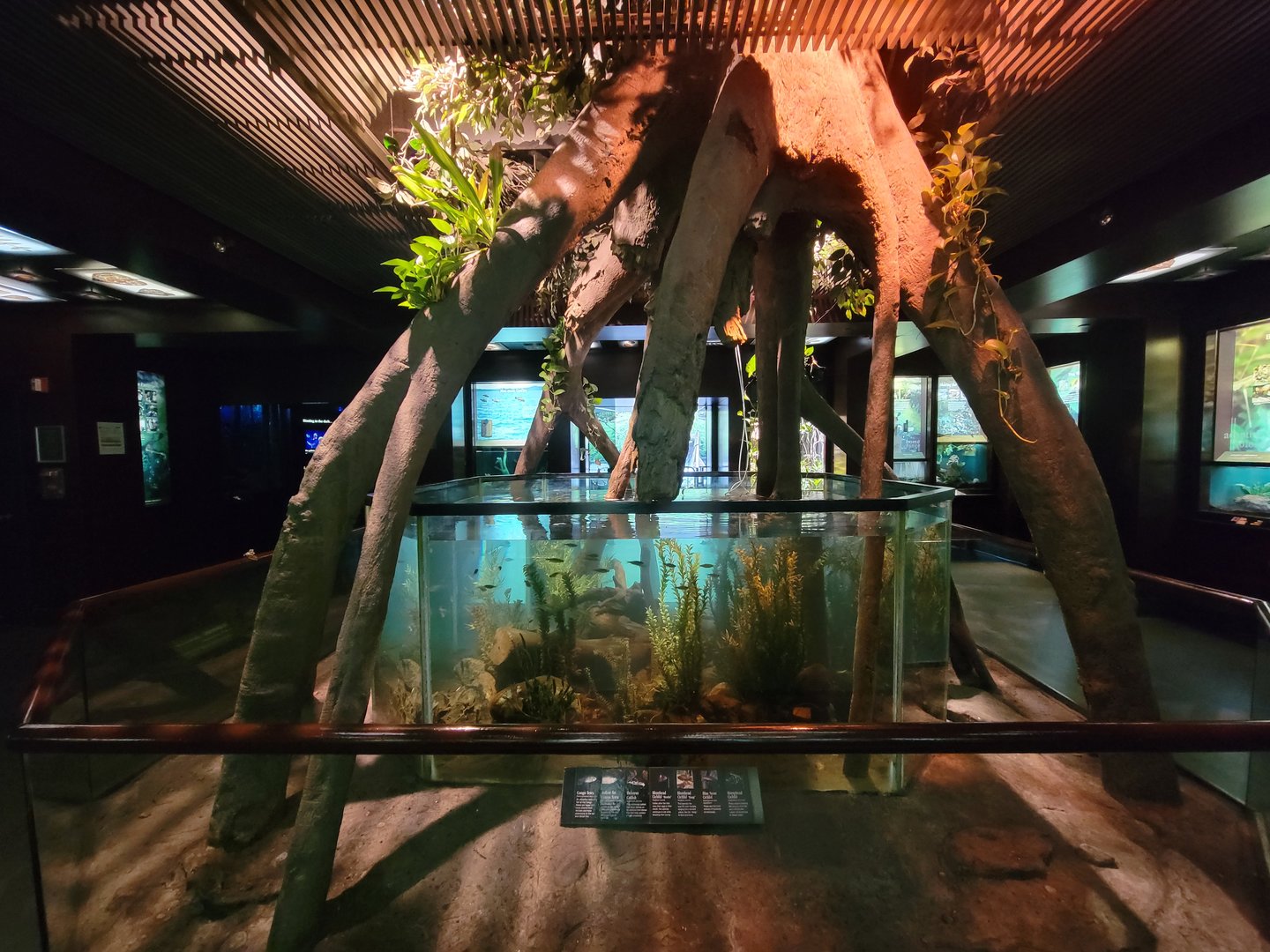 Bronx - Congo, central fish tank