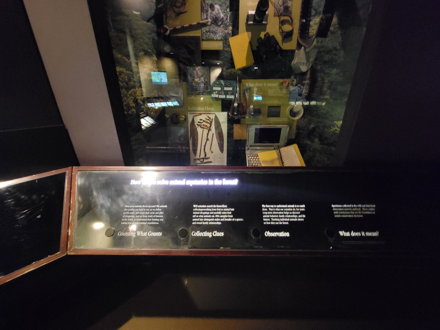 Bronx - Congo, Conservation Showcase rotunda