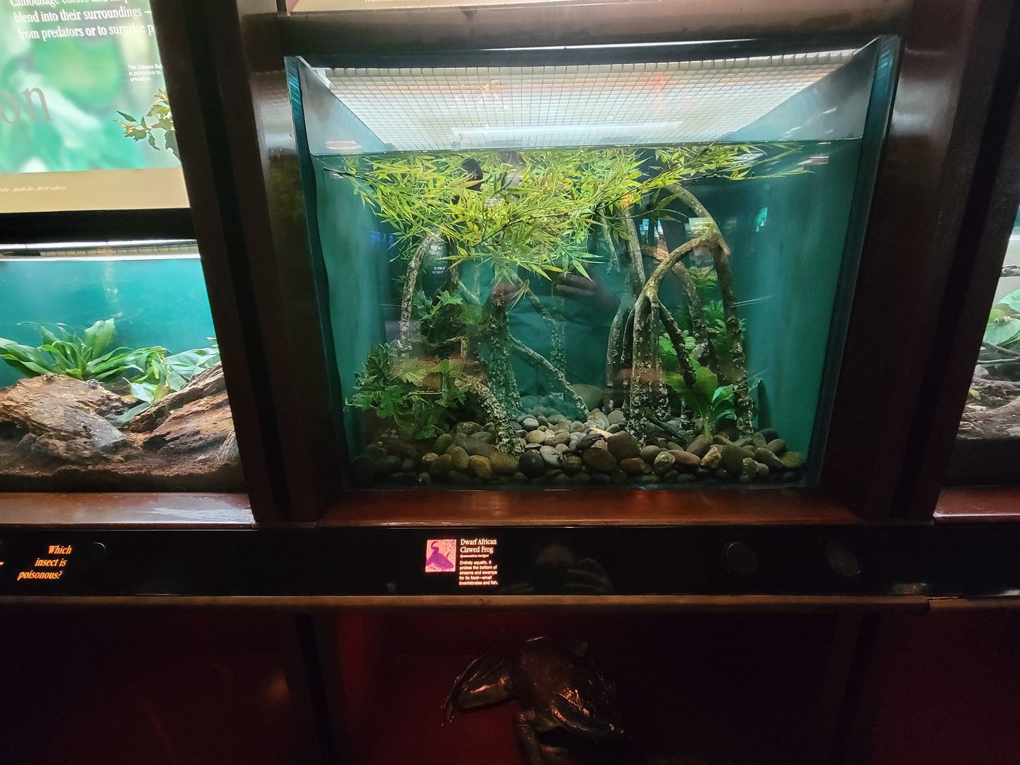 Bronx - Congo, dwarf African clawed frogs