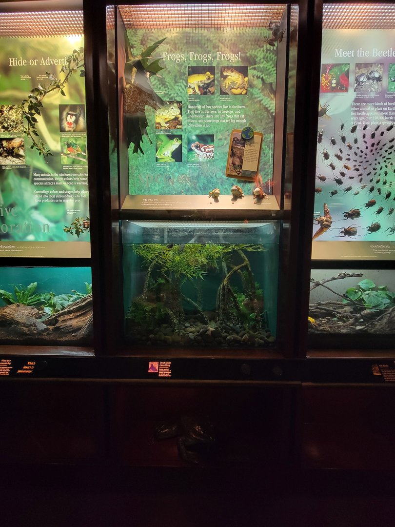 Bronx - Congo, dwarf African clawed frogs