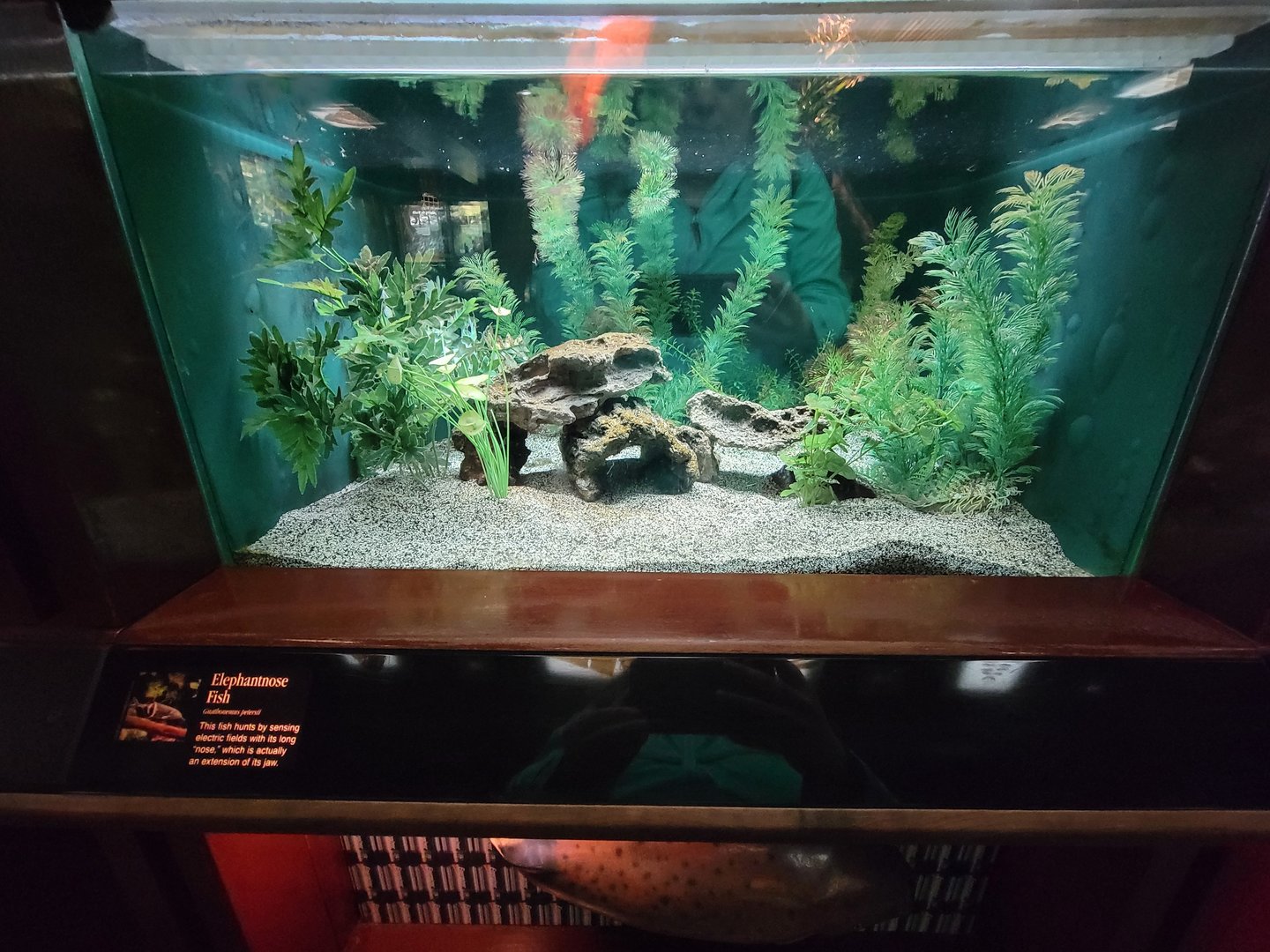 Bronx - Congo, Elephantnose fish