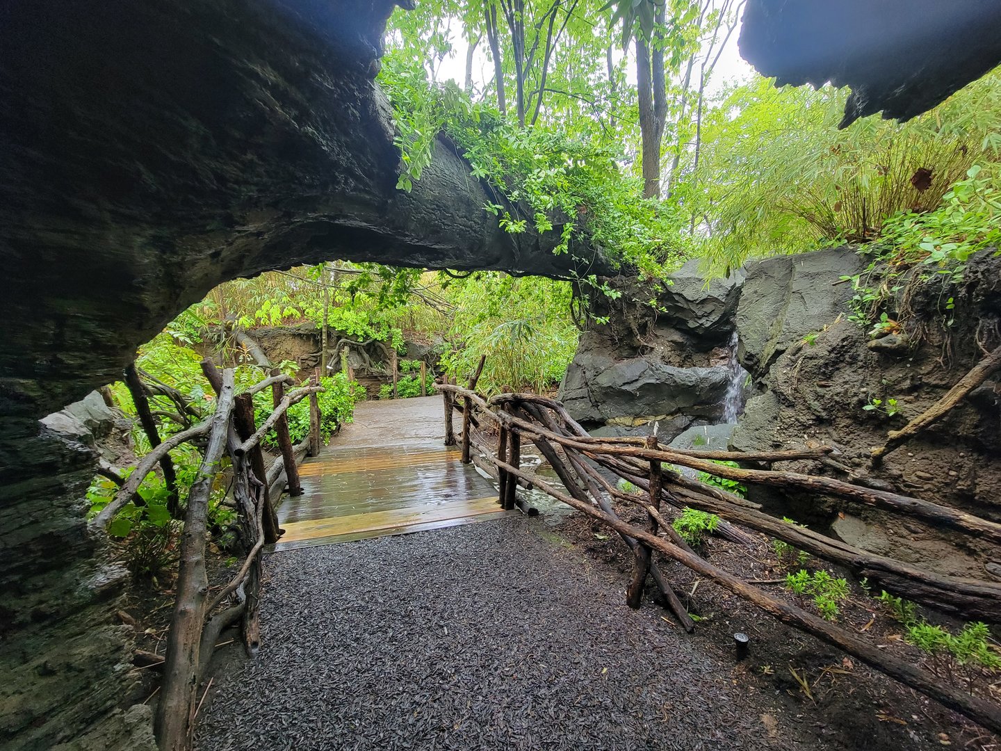 Bronx - Congo, exit of walk-through fallen tree, okapi on left